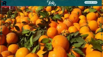 أسعار البرتقال في أسواق المنوفية اليوم الخميس 13-11-2025